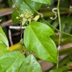 Passiflora suberosa.grain d’encre. ( liane fleurie )passifloraceae.amphinaturalisé.espèce potentiellement envahissante..jpeg