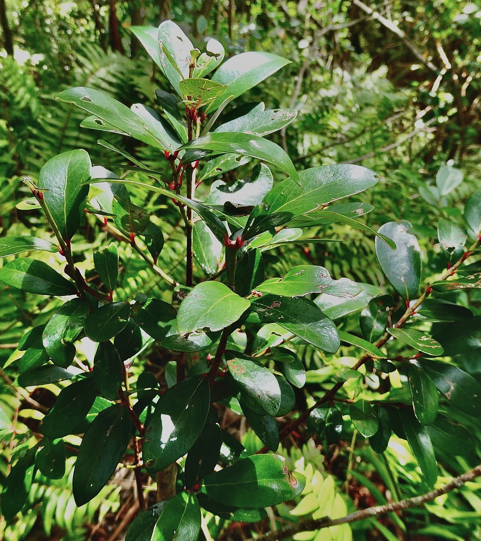 Pleurostylia pachyphloea.bois d’olive grosse peau.celastraceae.endémique Réunion. (1).jpeg