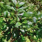 Pleurostylia pachyphloea.bois d’olive grosse peau.celastraceae.endémique Réunion. (1).jpeg