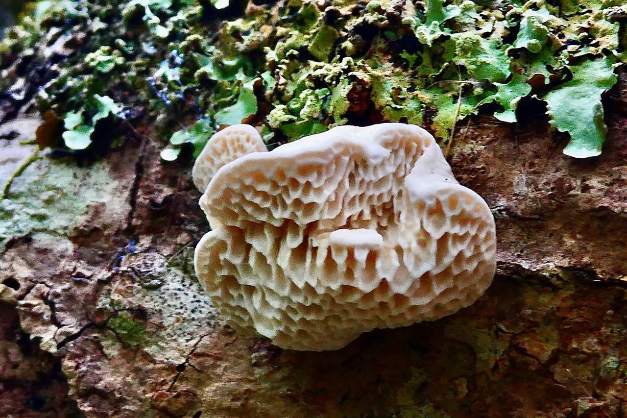 Polypore denté.jpeg