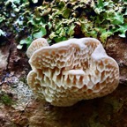 Polypore denté.jpeg