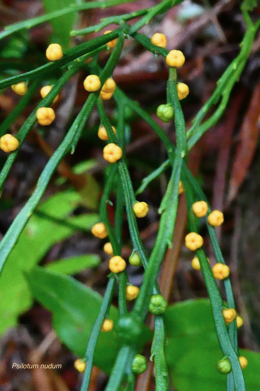 Psilotum nudum.psilotaceae.indigène Réunion..jpeg