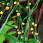 Psilotum nudum.psilotaceae.indigène Réunion..jpeg