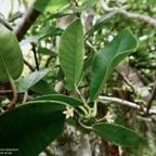 Secamone dilapidans F.Friedman. liane de lait.apocynaceae.endémique Réunion Maurice..jpeg