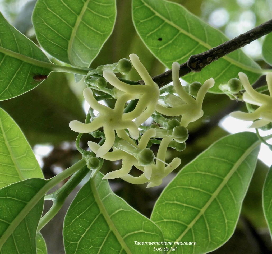 Tabernaemontana mauritiana. bois de lait.apocynaceae.endémique Réunion Maurice. (1).jpeg