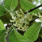 Tabernaemontana mauritiana. bois de lait.apocynaceae.endémique Réunion Maurice. (1).jpeg