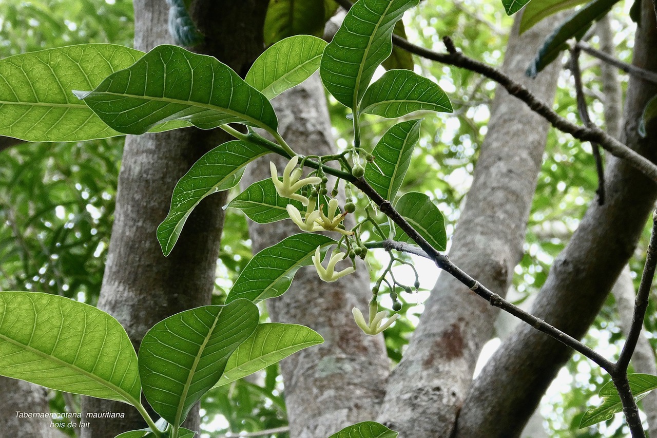 Tabernaemontana mauritiana. bois de lait.apocynaceae.endémique Réunion Maurice..jpeg