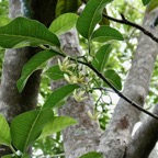 Tabernaemontana mauritiana. bois de lait.apocynaceae.endémique Réunion Maurice..jpeg