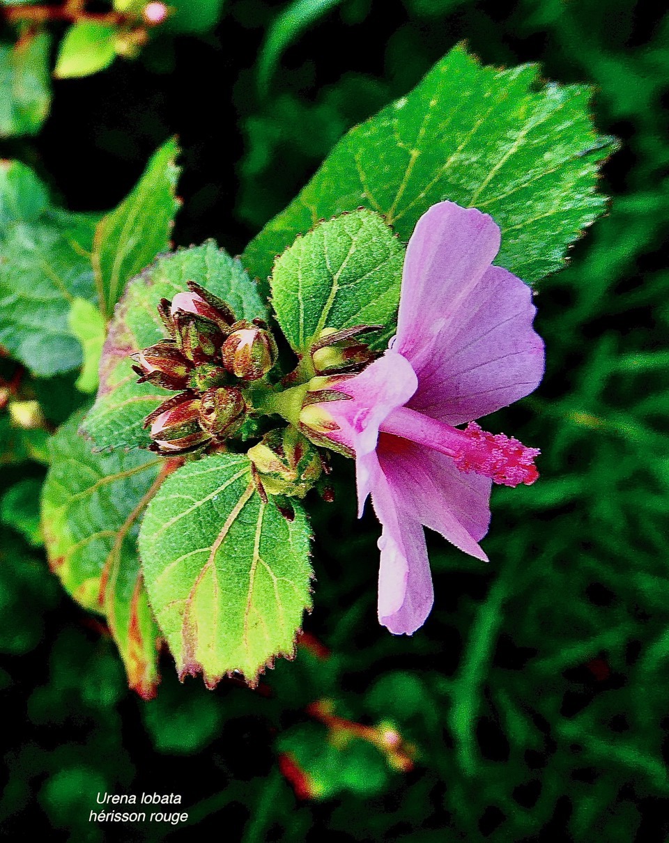 Urena lobata L.hérisson rouge.malvaceae.indigène Réunion. (2).jpeg