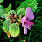 Urena lobata L.hérisson rouge.malvaceae.indigène Réunion. (2).jpeg