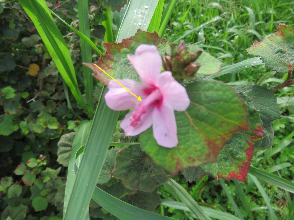 1. Urena lobata - Herisson rouge -  MALVACEAE - Indigène Réunion.jpeg