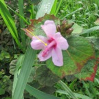 1. Urena lobata - Herisson rouge -  MALVACEAE - Indigène Réunion.jpeg