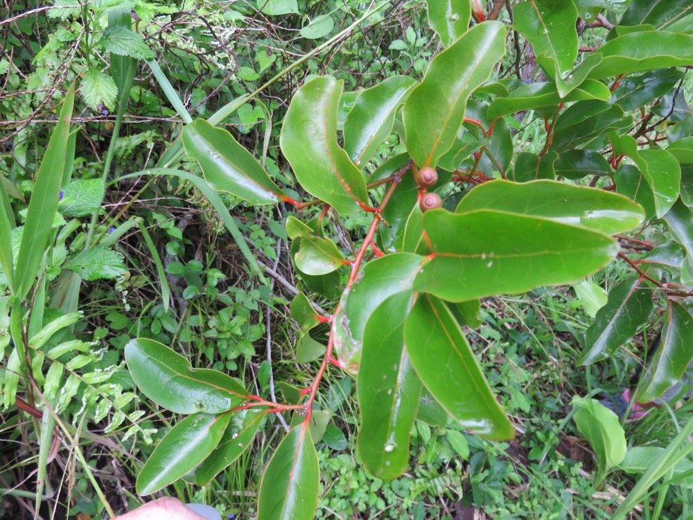 4. Fruits Olax psittacorum- Bois d'effort - Olacacee - Endémique Réunion Maurice.jpeg