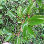 4. Fruits Olax psittacorum- Bois d'effort - Olacacee - Endémique Réunion Maurice.jpeg