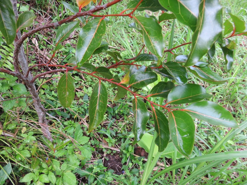 6. Olax psittacorum- Bois d'effort - Olacacee - Endémique Réunion Maurice.jpeg