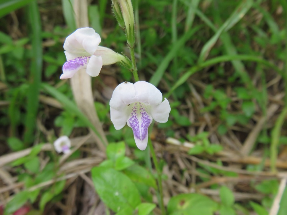 7. Fleur systasia gangetica - Herbe le rail - Acanthaceae - Exotique - Afrique tropicale, Arabie, Asie tropicale.jpeg