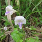 7. Fleur systasia gangetica - Herbe le rail - Acanthaceae - Exotique - Afrique tropicale, Arabie, Asie tropicale.jpeg