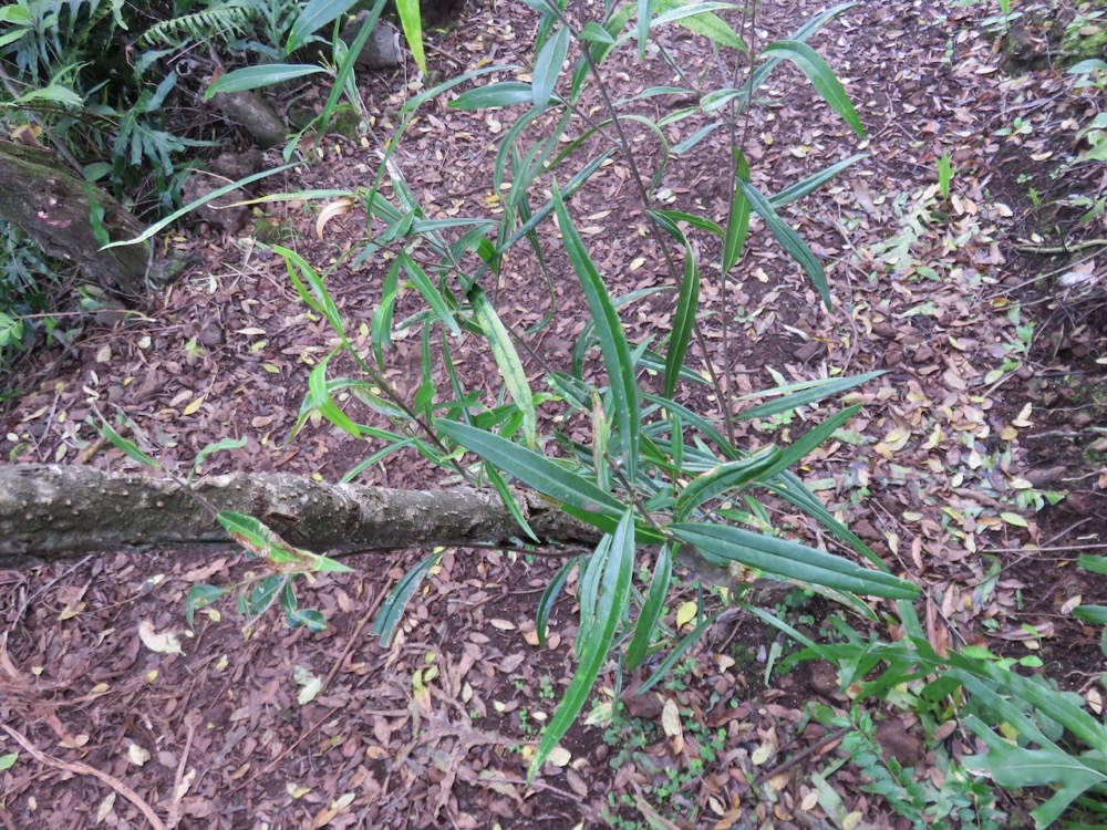 8. Olea lancea - Bois d'olive blanc -  Oleaceae - Indigène de La Réunion et de l'île Maurice.jpeg