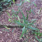 8. Olea lancea - Bois d'olive blanc -  Oleaceae - Indigène de La Réunion et de l'île Maurice.jpeg