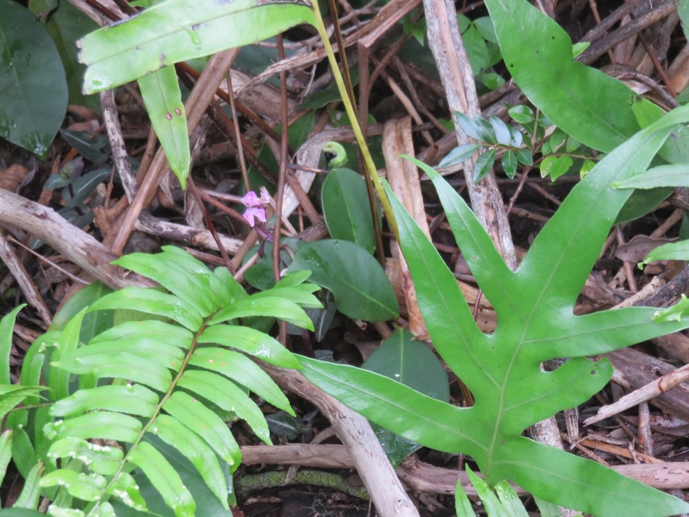 12. Fleur - Disperis cordata Sw. - - Orchidaceae - Indigène Réunion.jpeg