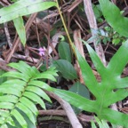 12. Fleur - Disperis cordata Sw. - - Orchidaceae - Indigène Réunion.jpeg