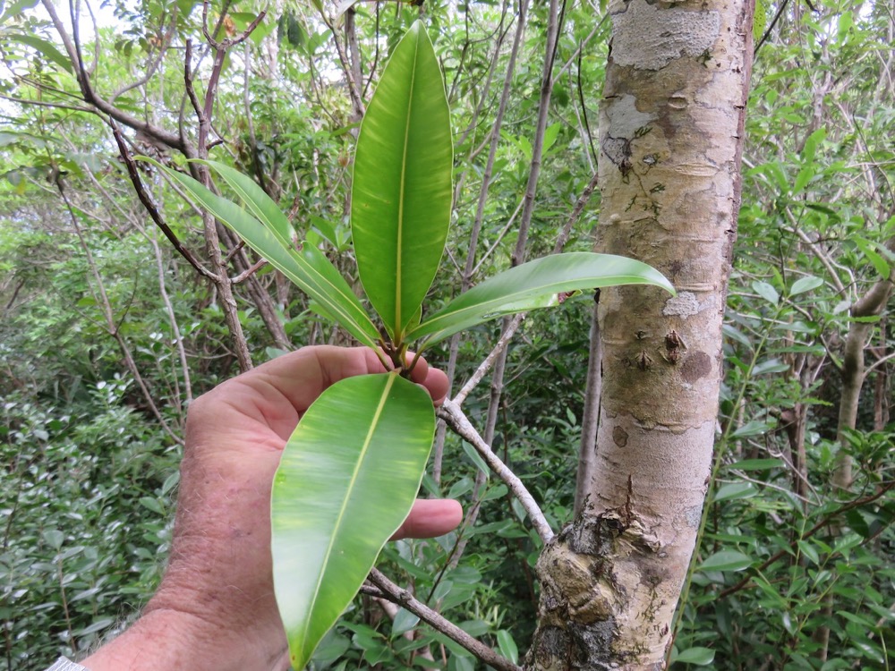 14. Calophyllum tacamahaca - Takamaka - Clusiaceae  -  endémique de la Réunion et de Maurice.jpeg