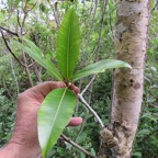 14. Calophyllum tacamahaca - Takamaka - Clusiaceae  -  endémique de la Réunion et de Maurice.jpeg