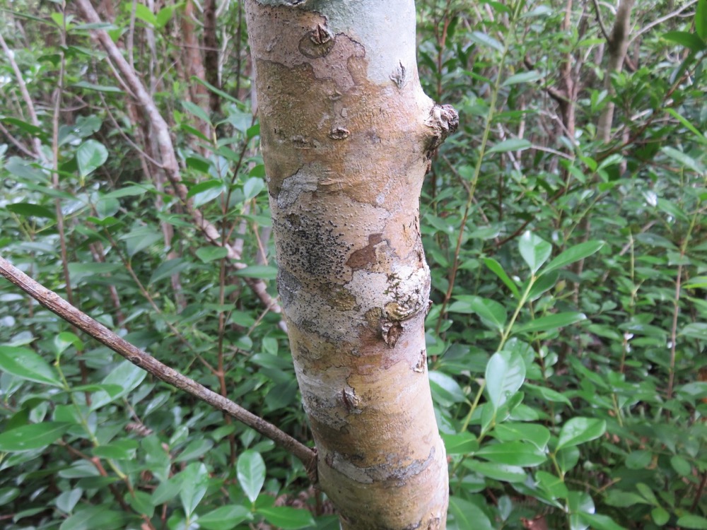 15. Calophyllum tacamahaca - Takamaka - Clusiaceae  -  endémique de la Réunion et de Maurice.jpeg