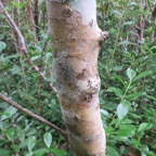 15. Calophyllum tacamahaca - Takamaka - Clusiaceae  -  endémique de la Réunion et de Maurice.jpeg