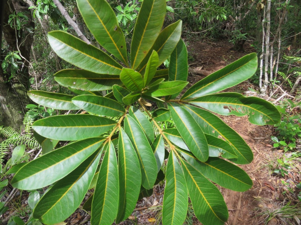 17. Cossinia pinnata  - Bois de Judas - SAPINDACEE  Endémique M.jpeg