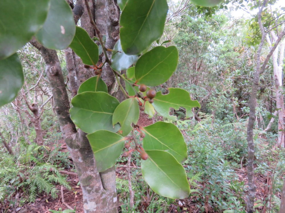 19. Fruits d' Olax psittacorum- Bois d'effort - Olacacee - Endémique Réunion Maurice.jpeg