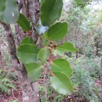 19. Fruits d' Olax psittacorum- Bois d'effort - Olacacee - Endémique Réunion Maurice.jpeg