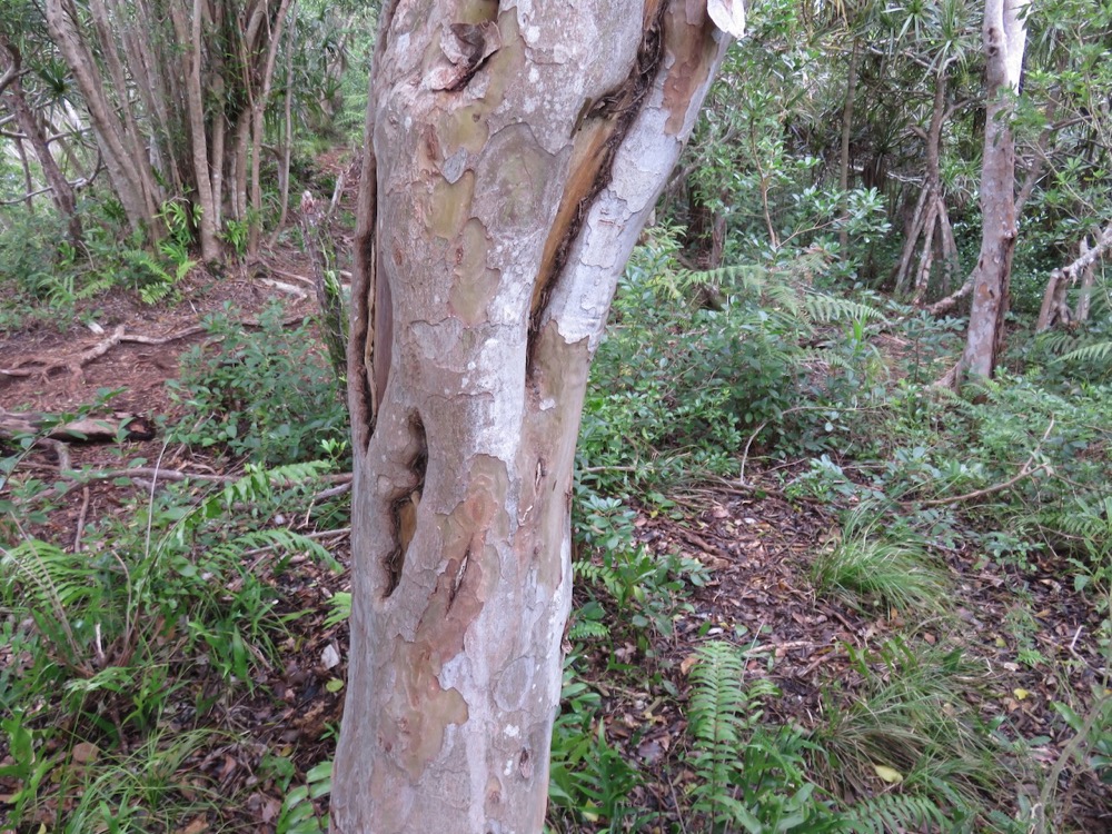 21. Écorce du Cossinia pinnata  - Bois de Judas - SAPINDACEE  Endémique M.jpeg