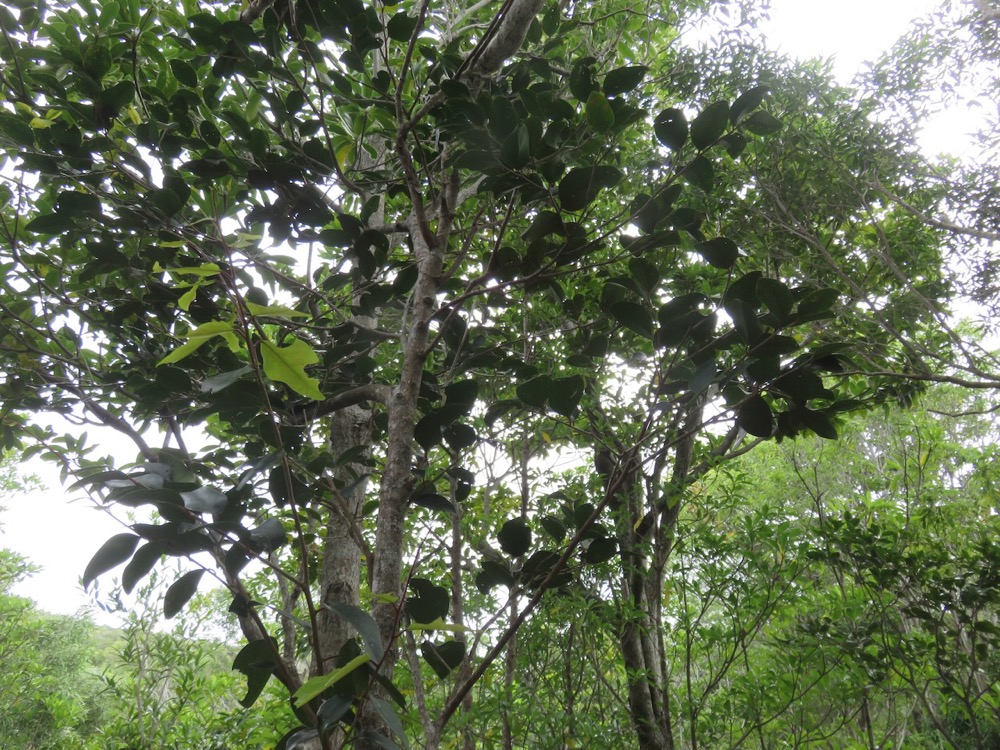 22. Securinega durissima - Bois dur …. - Euphorbiacées - Indigène à La Réunion, à Maurice, à Madagascar.jpeg