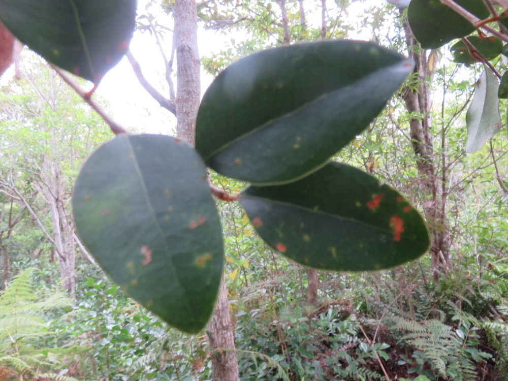 23. Feuilles de Securinega durissima - Bois dur …. - Euphorbiacées - Indigène à La Réunion, à Maurice, à Madagascar.jpeg