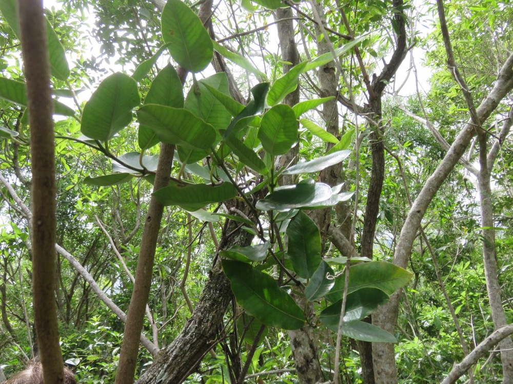 25. Secamone dilapidens - F. Friedmann - Liane de lait - Apocynaceae - Endémique La Réunion et Maurice.jpeg