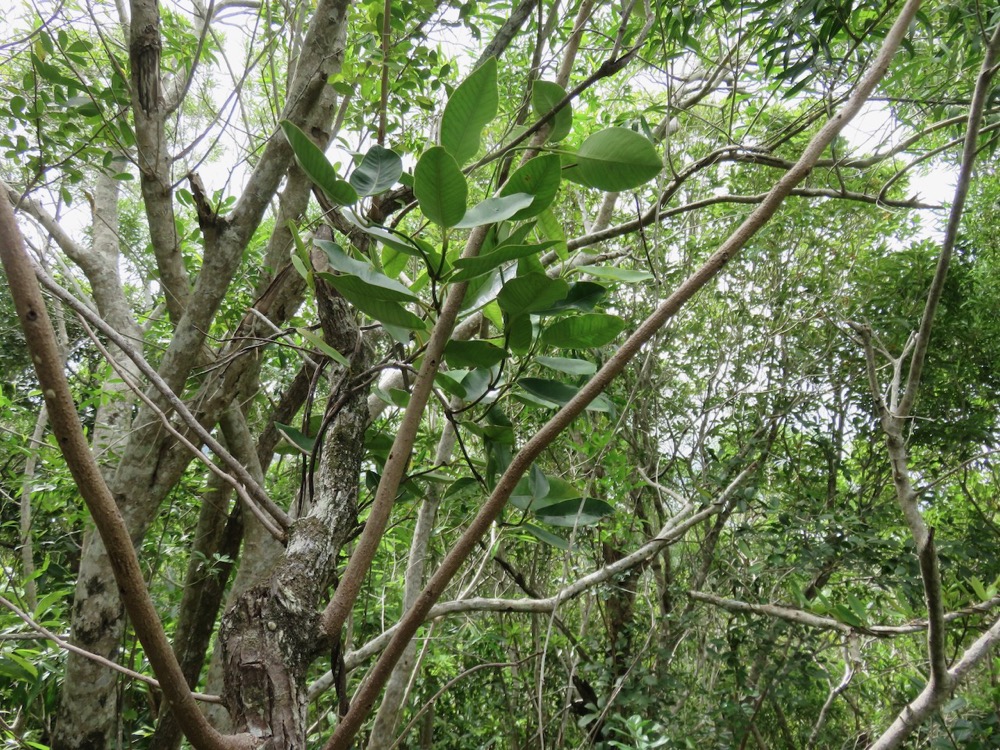 26. Secamone dilapidens - F. Friedmann - Liane de lait - Apocynaceae - Endémique La Réunion et Maurice.jpeg