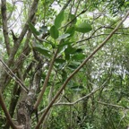 26. Secamone dilapidens - F. Friedmann - Liane de lait - Apocynaceae - Endémique La Réunion et Maurice.jpeg