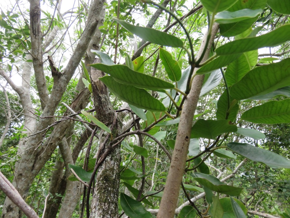 27. Secamone dilapidens - F. Friedmann - Liane de lait - Apocynaceae - Endémique La Réunion et Maurice.jpeg