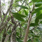 27. Secamone dilapidens - F. Friedmann - Liane de lait - Apocynaceae - Endémique La Réunion et Maurice.jpeg