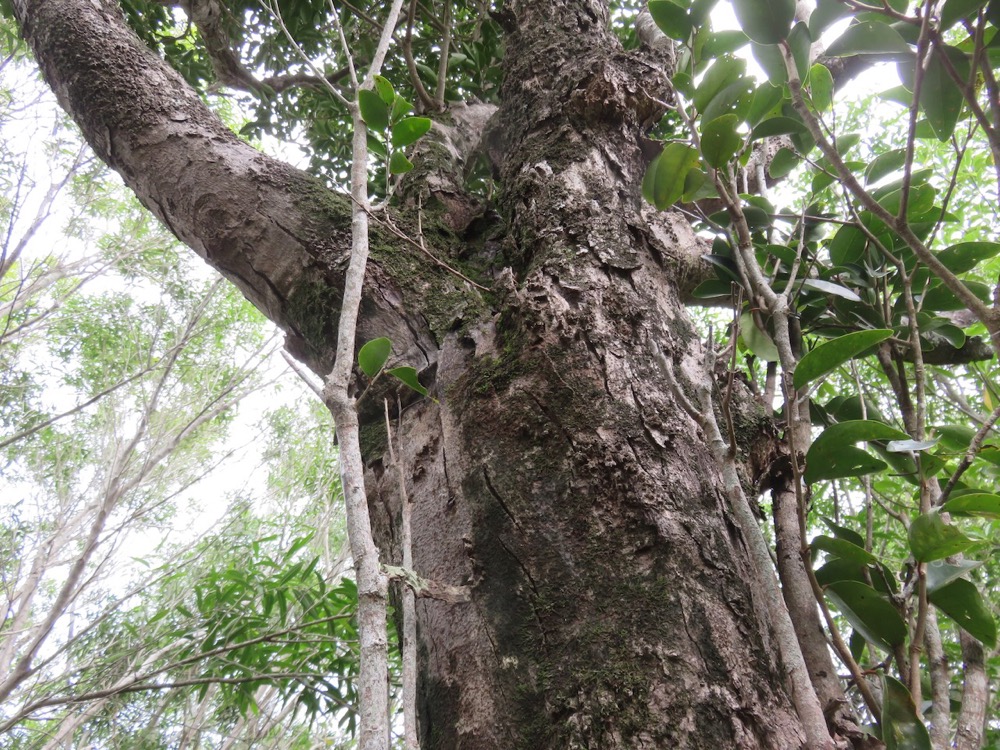 30. Écorce de Securinega durissima - Bois dur …. - Euphorbiacées - Indigène à La Réunion, à Maurice, à Madagascar.jpeg