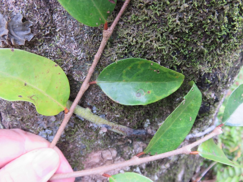 31. feuilles de  Securinega durissima - Bois dur …. - Euphorbiacées - Indigène à La Réunion, à Maurice, à Madagascar.jpeg