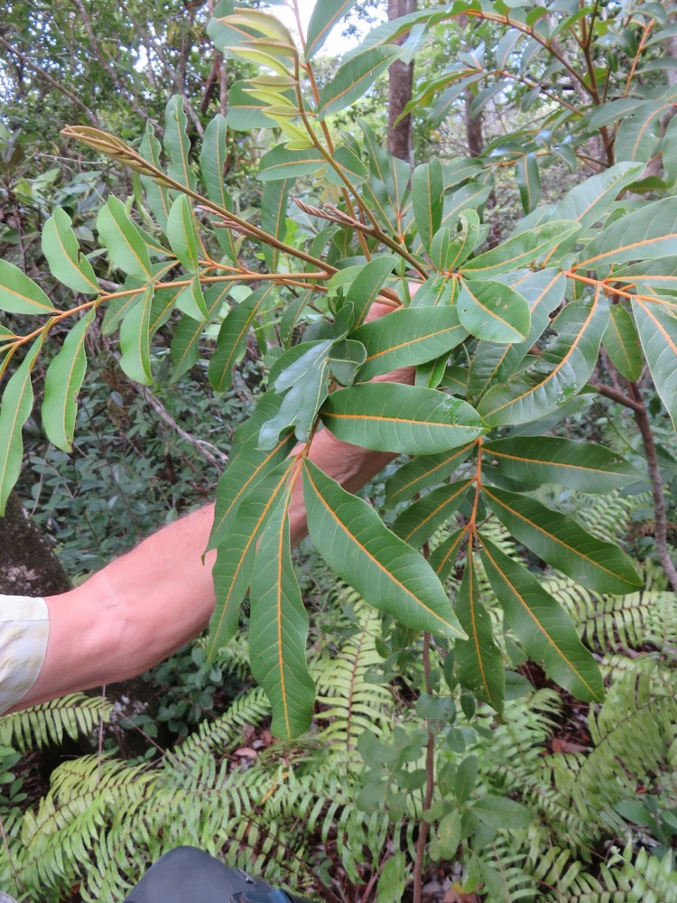 32. Cossinia pinnata  - Bois de Judas - SAPINDACEE  Endémique M.jpeg