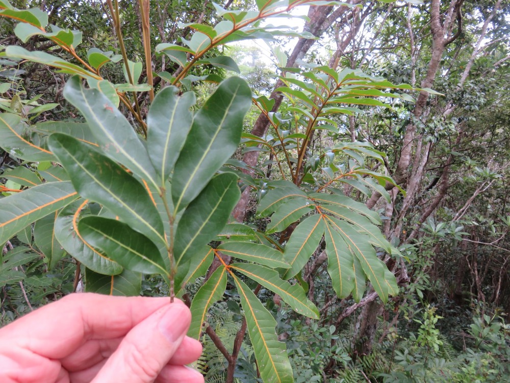 33. Pour différencier au premier planMolinaea alternifolia - Tan Georges - SAPINDACEAE - endémique de La Réunion et de Maurice à droite  Cossinia pinnata  - Bois de Judas - SAPINDACEE  Endémique M.jpeg