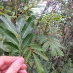 33. Pour différencier au premier planMolinaea alternifolia - Tan Georges - SAPINDACEAE - endémique de La Réunion et de Maurice à droite  Cossinia pinnata  - Bois de Judas - SAPINDACEE  Endémique M.jpeg