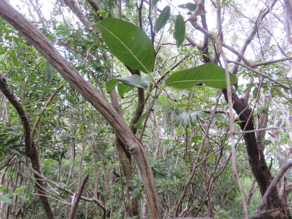 34. Danais fragrans - Liane jaune ou Lingue noir  - RUBIACEE.jpeg