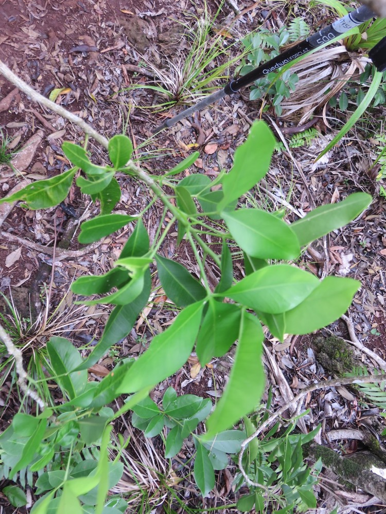 35. Vepris lanceolata - Patte poule Saint-Leu - Rutaceae.jpeg