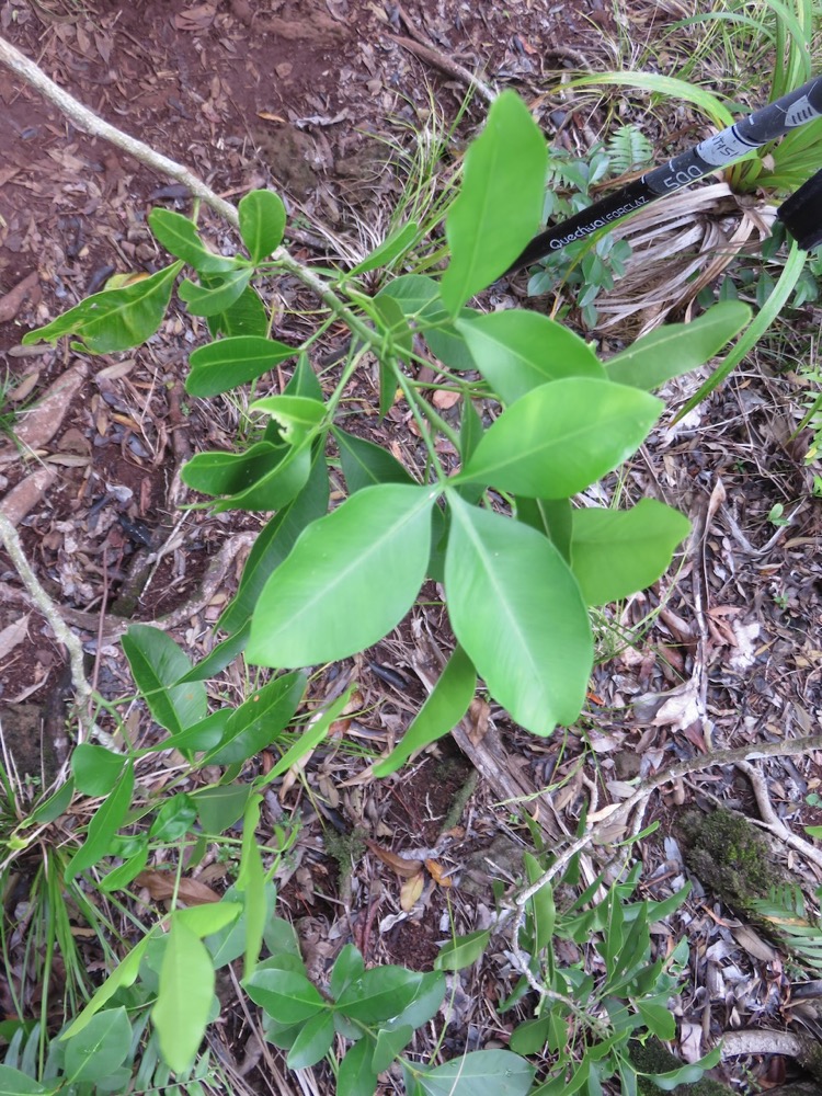 36. Vepris lanceolata - Patte poule Saint-Leu - Rutaceae.jpeg