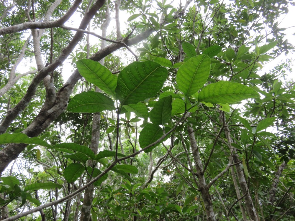 37. Tabernaemontana mauritiana - Bois de lait - Apocynaceae - Endémique La Réunion et Maurice.jpeg