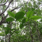 37. Tabernaemontana mauritiana - Bois de lait - Apocynaceae - Endémique La Réunion et Maurice.jpeg